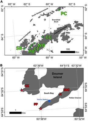 Stability of the Microbiome of the Sponge Mycale (Oxymycale) acerata in the Western Antarctic Peninsula